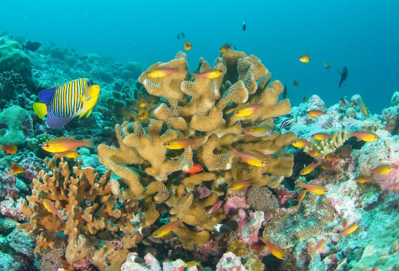 Coral Reef in Seychelles