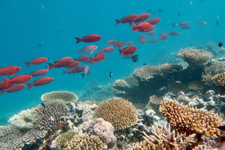Coral Reef in the Maldives