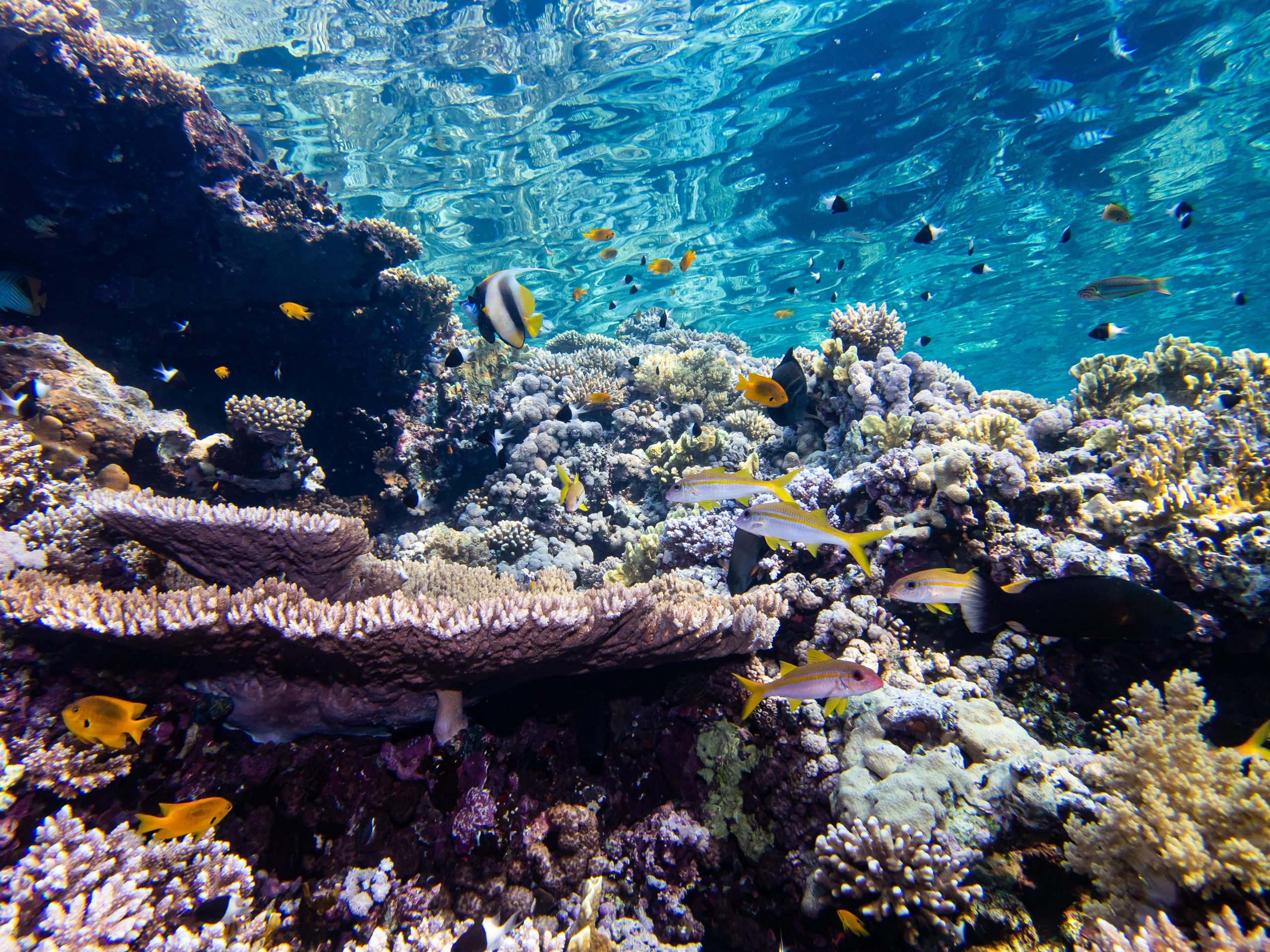 Lichtvervuiling aan de kust tast koraalriffen aan en beïnvloedt het voortplantingssucces
