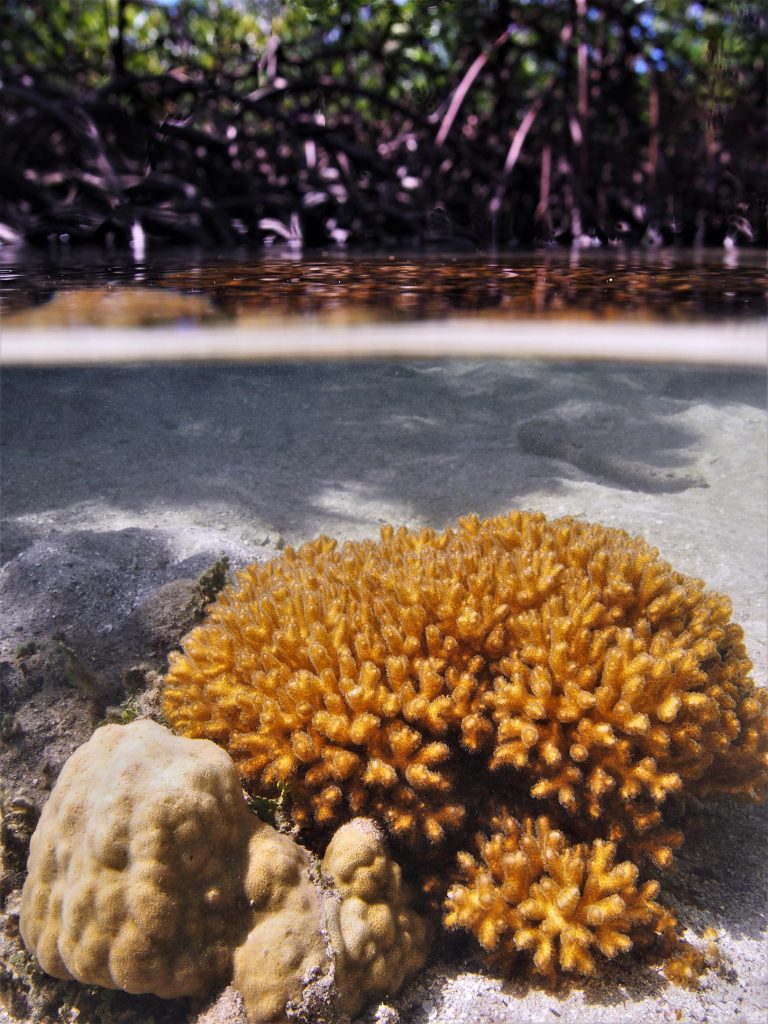 Coral Species Porites lutea in Mangrove Swamp