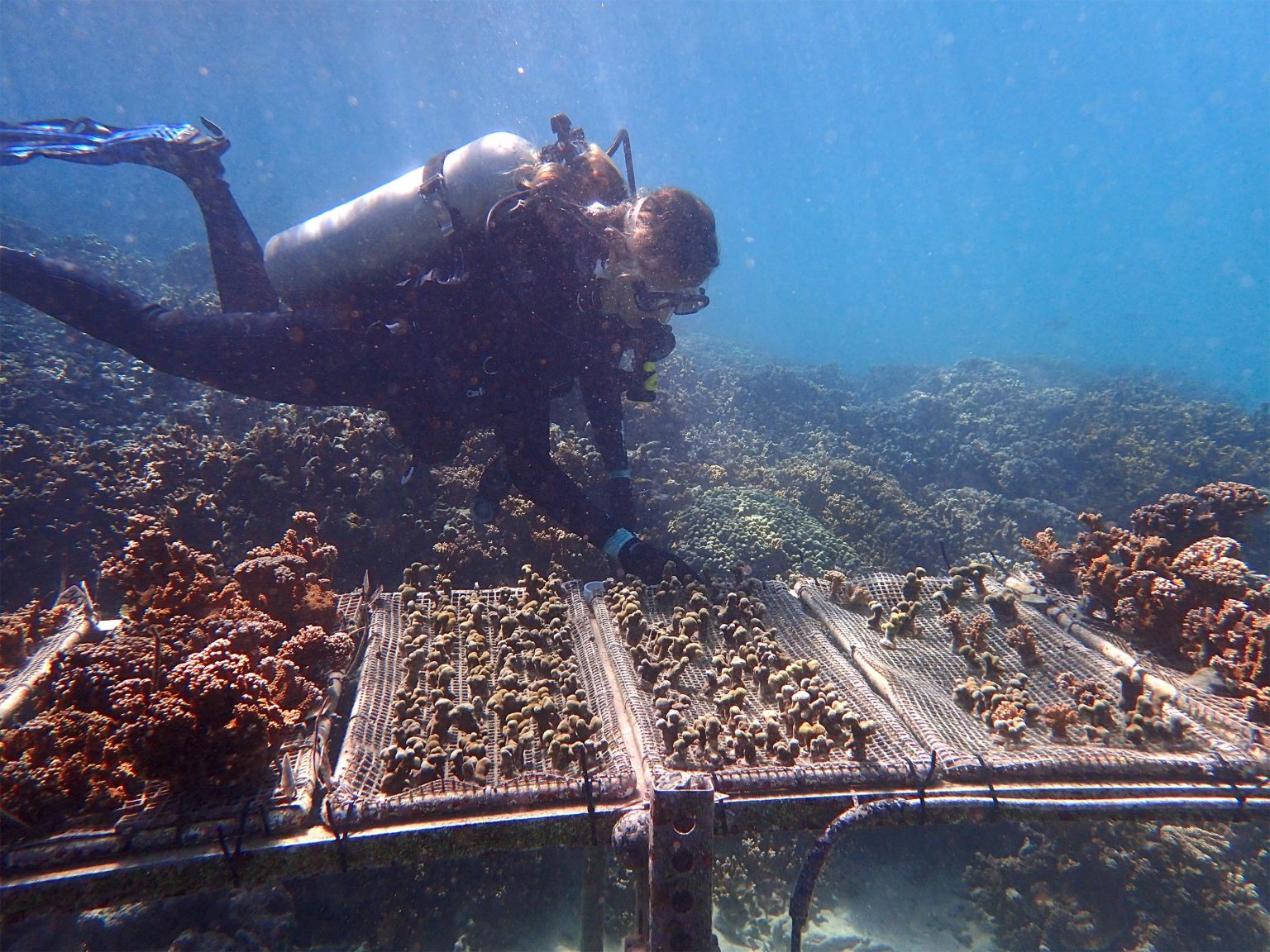 BattleTested, Climate ChangeResistant Corals Could Provide Lifeline to Battered Reefs BattleTested, Climate ChangeResistant Corals Could Provide Lifeline to Battered Reefs
