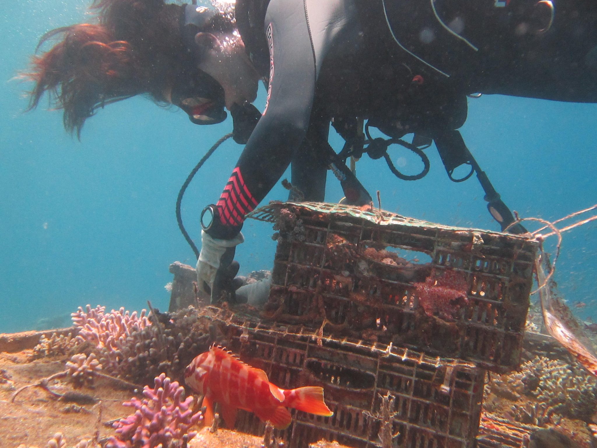 Coral Reef Mystery Solved: Decomposer Or Not? - nkogixr
