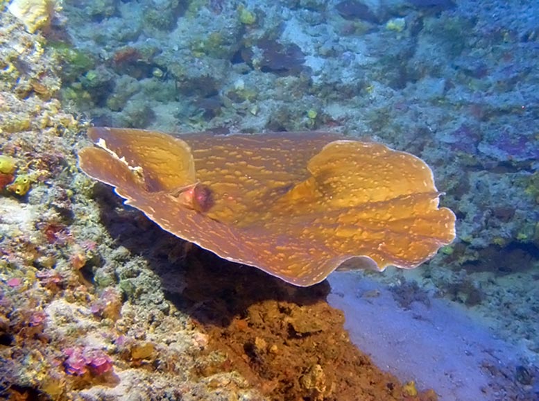 Coral in Au'au Channel Hawaii