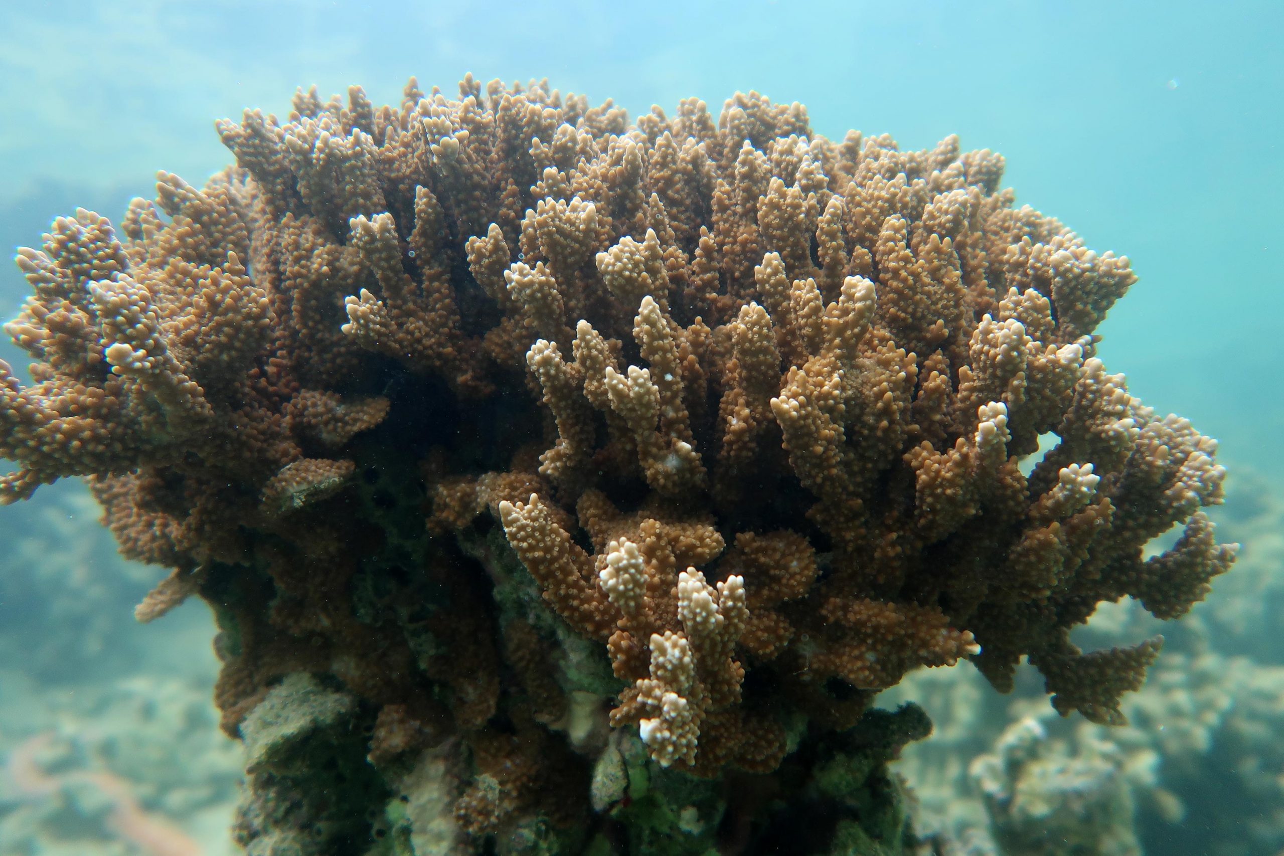 “Coral Hospital” Tool Could Help Safeguard Reefs Facing Climate Change - SciTechDaily