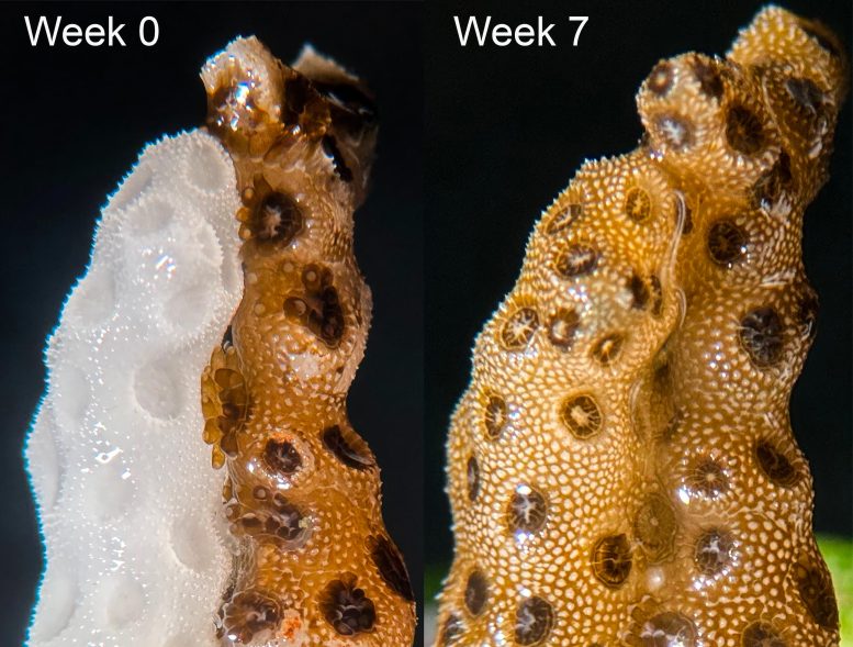 Corals Fully Recover From Bleaching