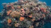 Corals Verde Island Passage