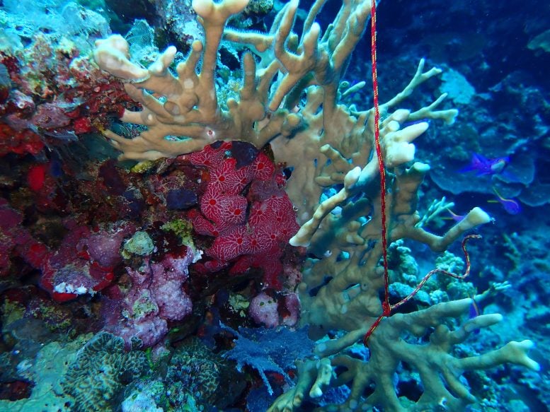 Scientists Discover Coral Reefs Are Teeming With Previously Unknown Life