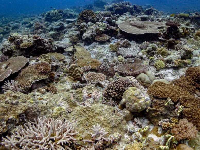 Corals in the Indo Pacific