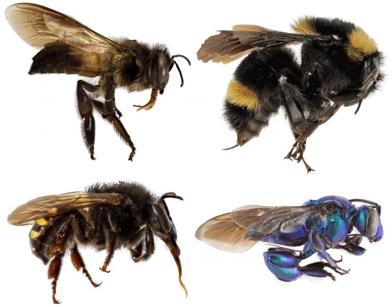 Corbiculate Bees