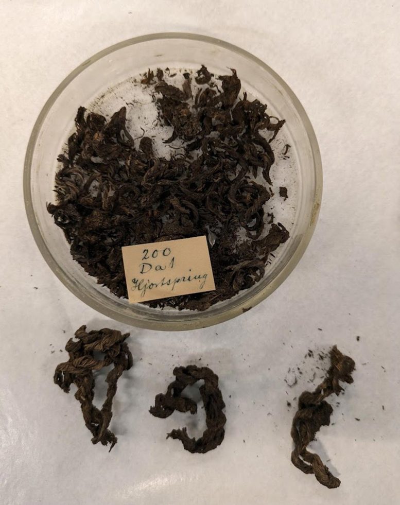 Cordage Fragments From the Hjortspring Boat