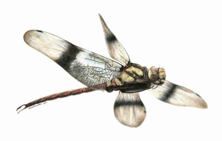 Cordualadensa acorni