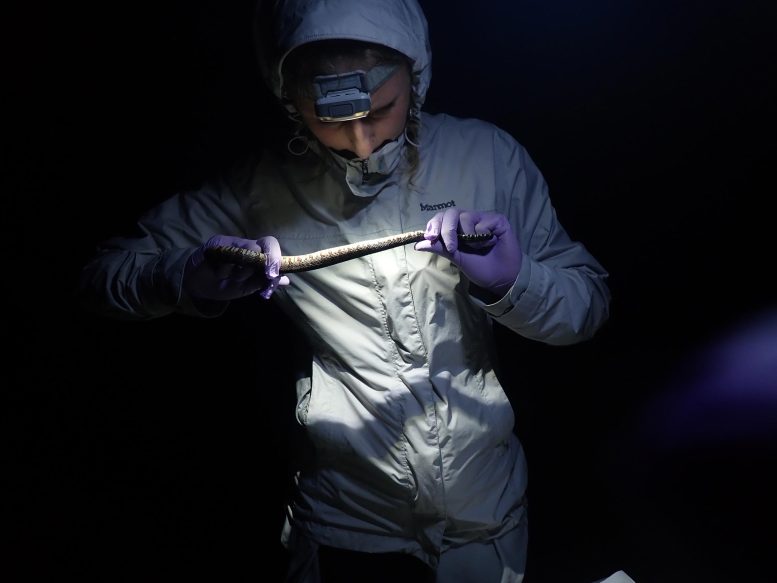 Corinna Mishin Observing Snake