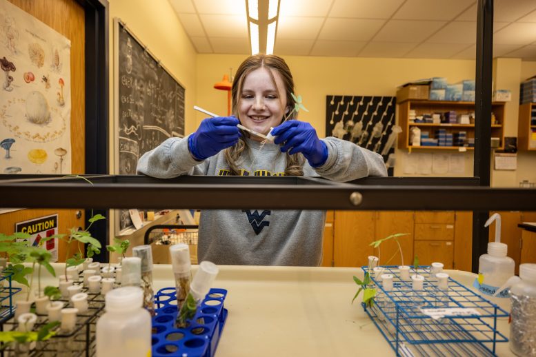 Corinne Hazel Examines Morning Glory Samples