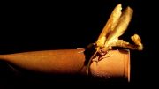Corn Borer Moth Courts Rubber Septum