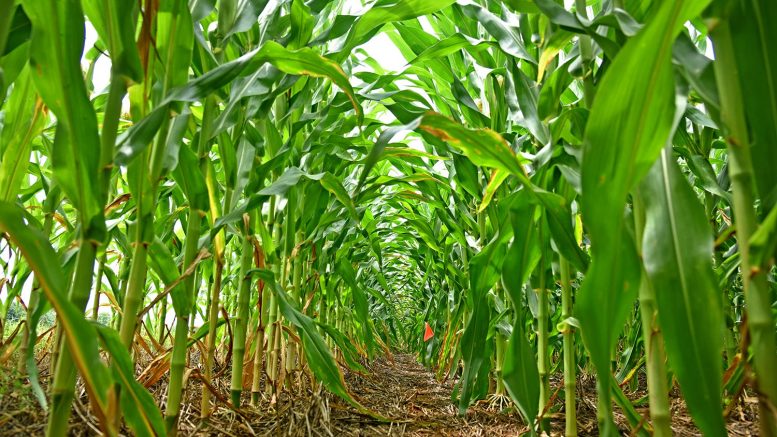 Corn Crops