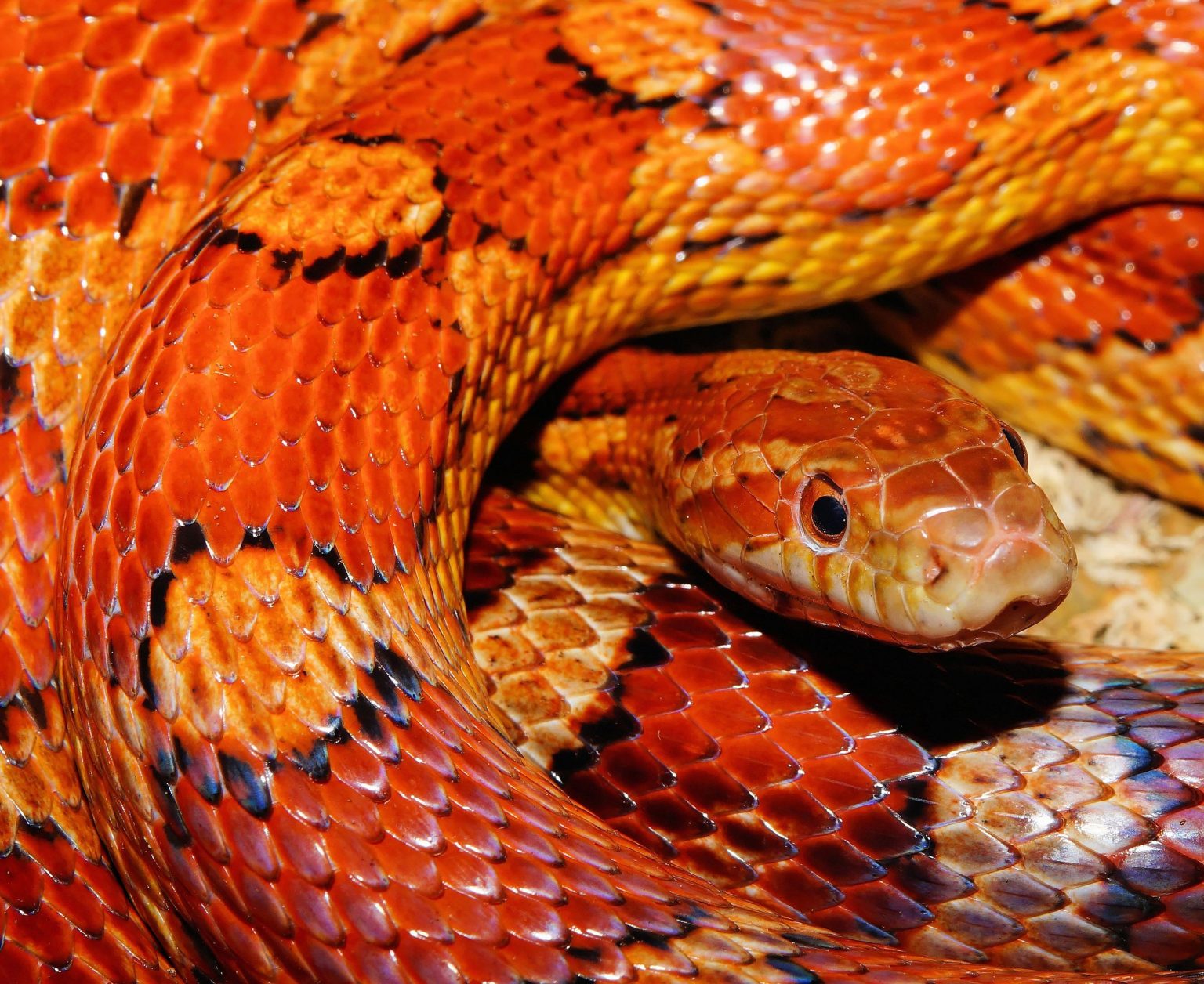 Evolutionary Origin of Skin Colors Revealed by Mutation in Snakes