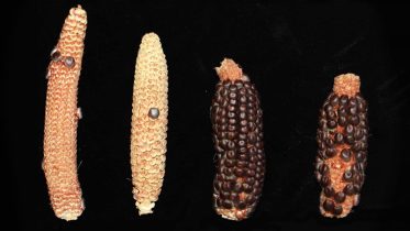 “Missing Link” Uncovered: The Secret History of Corn Revealed Through RNA