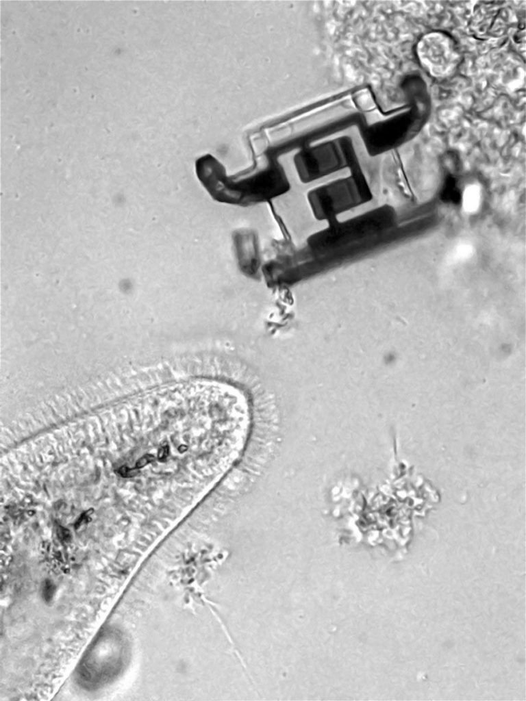 Cornell Robots 40 microns wide