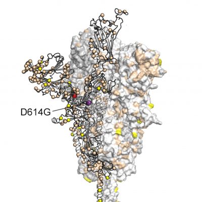 Coronavirus D614G Mutation