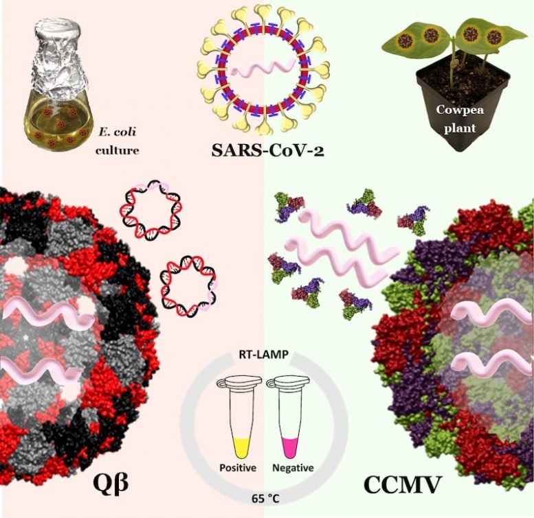 Coronavirus-Like Nanoparticles