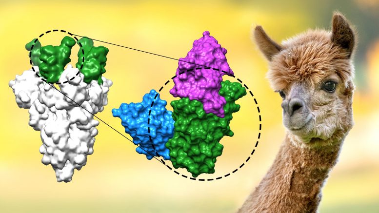 Coronavirus Nanobodies Alpacas