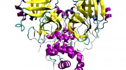 Coronavirus SARS-CoV-2 Main Protease
