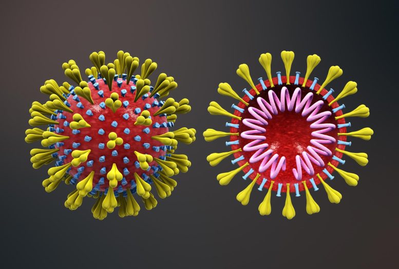 Coronavirus Structure Illustration