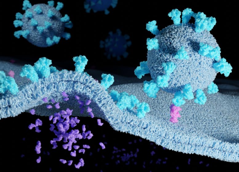 Coronaviruses With Spike Proteins