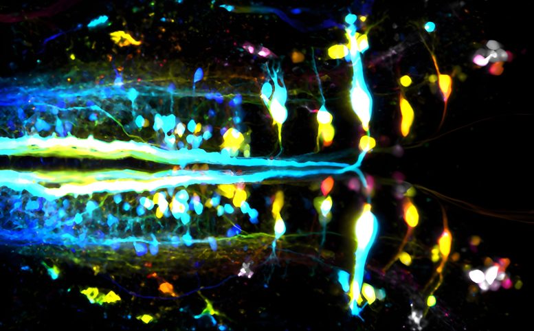 Corticospinal Neurons in Zebrafish