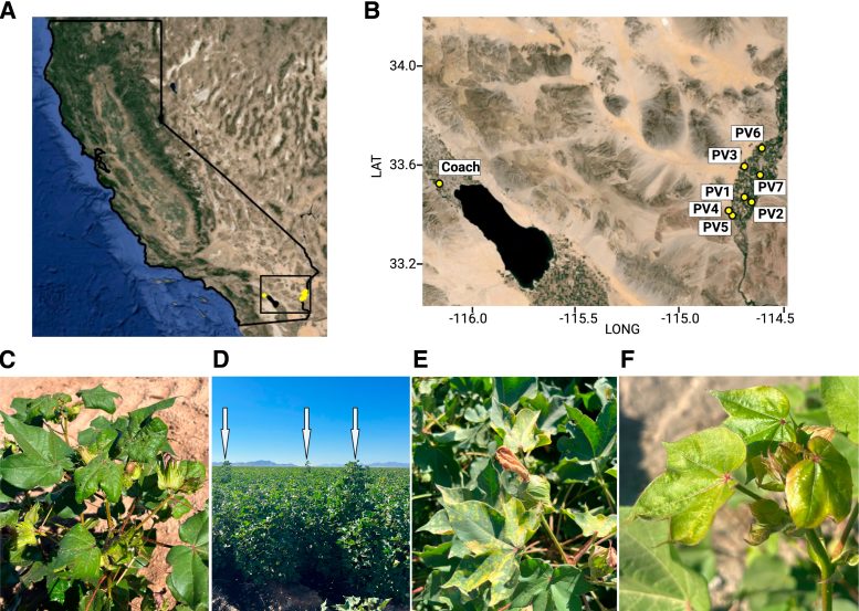 Cotton Fields California Graphic