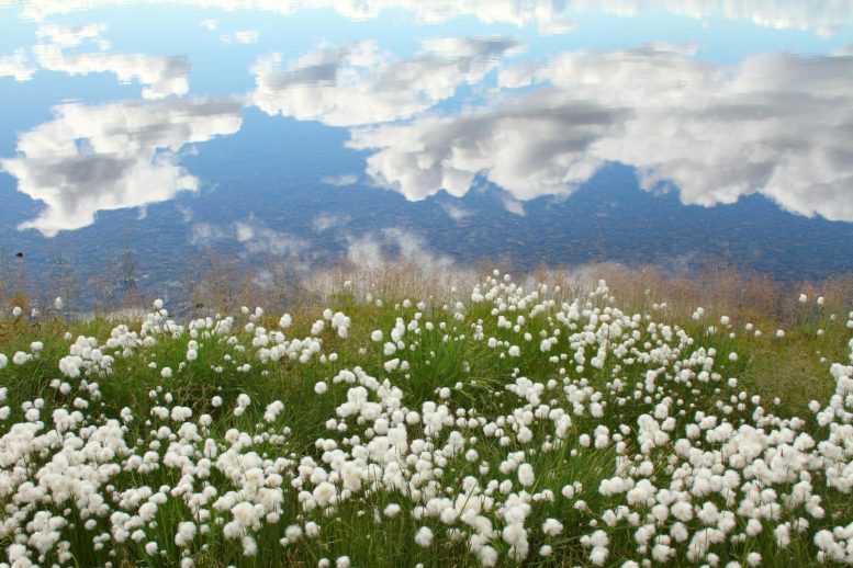 Cotton Grass Russia