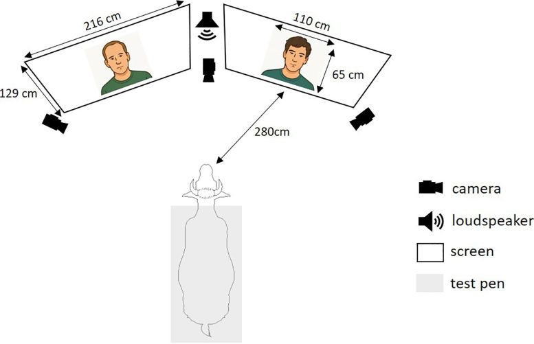 Cow Face and Voice Test Setup