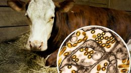 Cow in Stall and H5N1 Micrograph