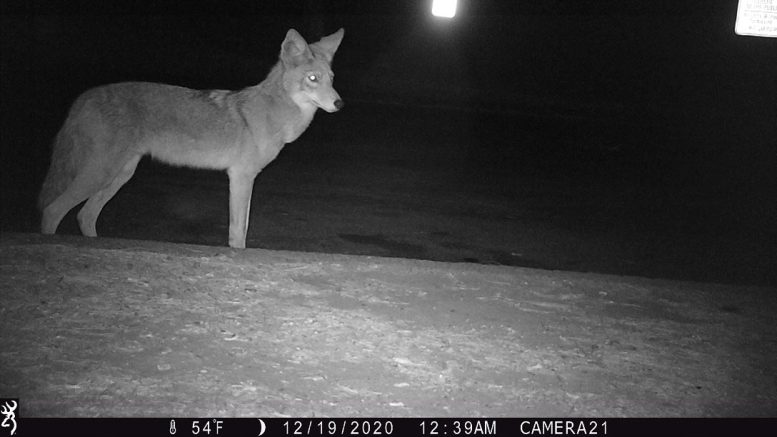 Coyote Camera Trap