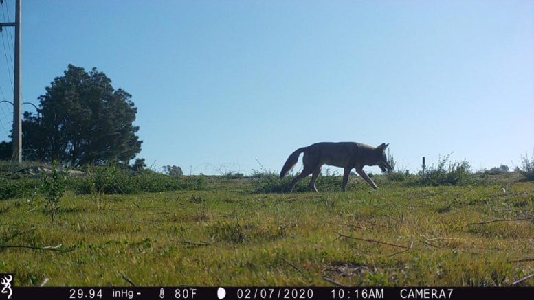 Coyote Camera Trap Day