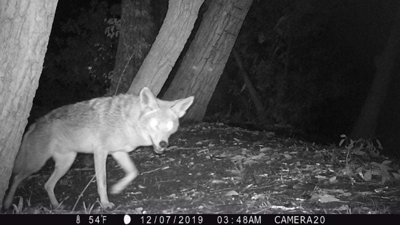 Coyote Camera Trap Night