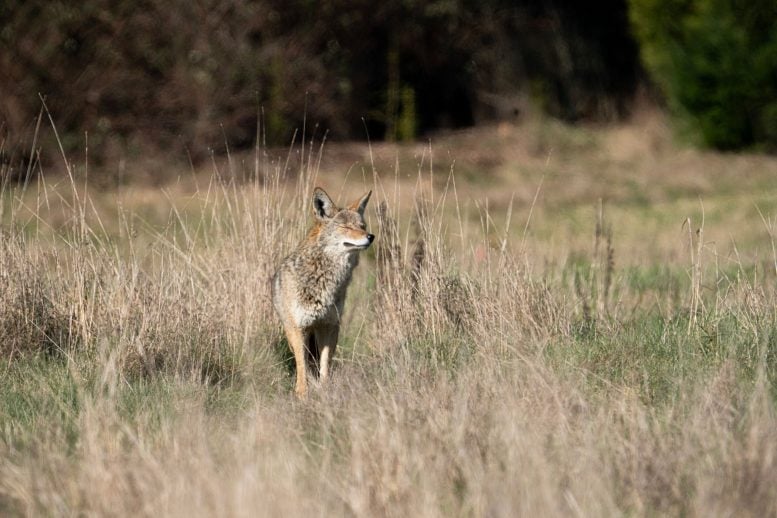 Coyote in Seattle&rsquo;s Discovery Park