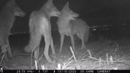 Coyotes Camera Trap