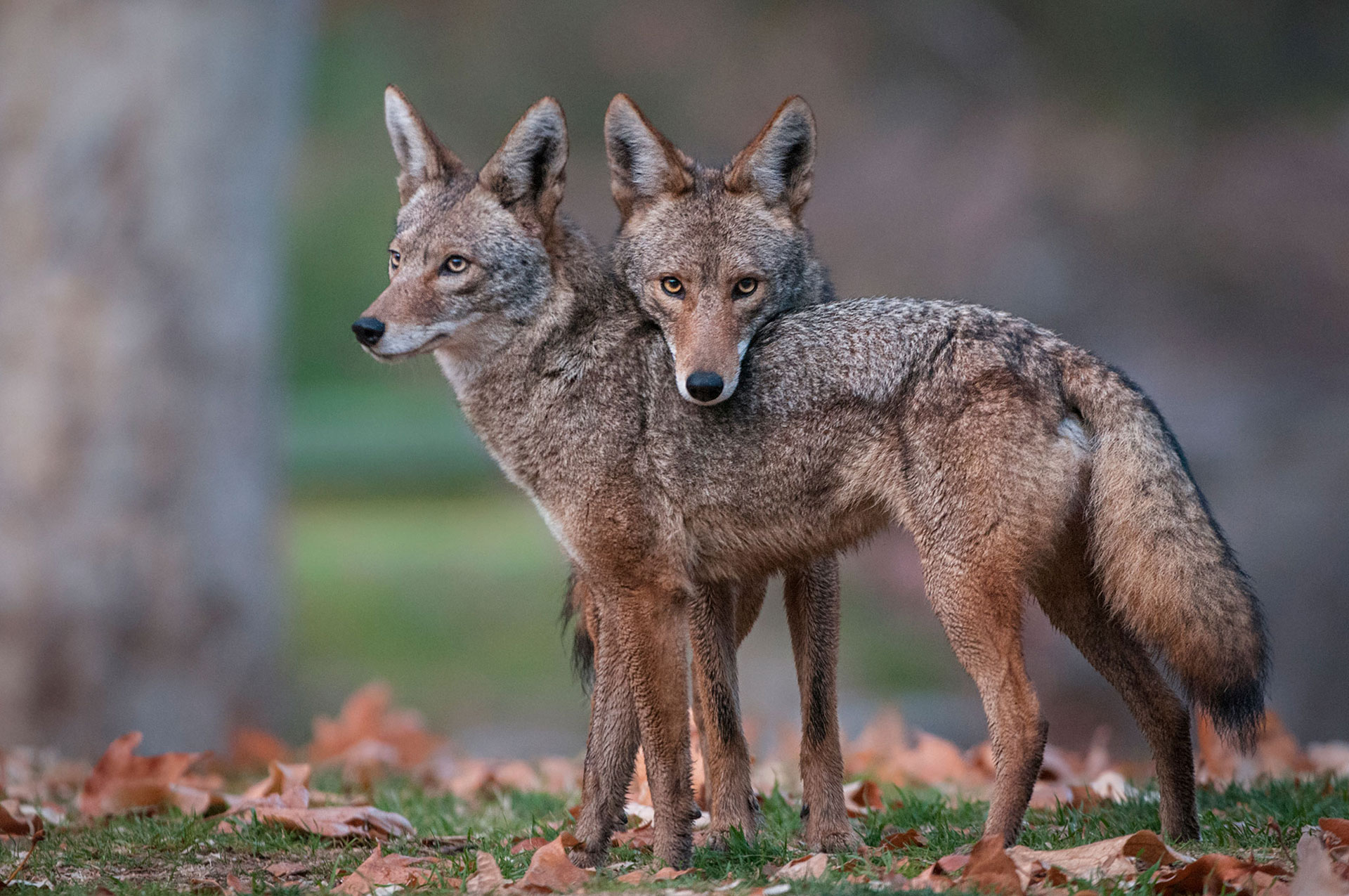 Оказался диким зверем. Луговой волк canis Latrans. Койот Северной Америки. Койот Степной волк. Койот животное Северной Америки.