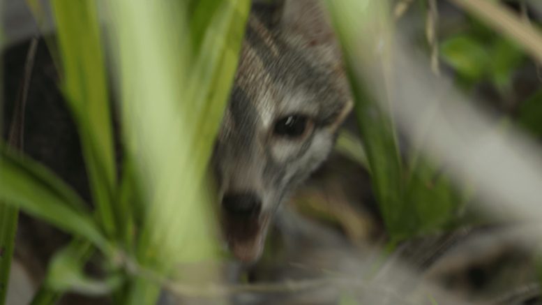 Cozumel Fox Behind Foliage