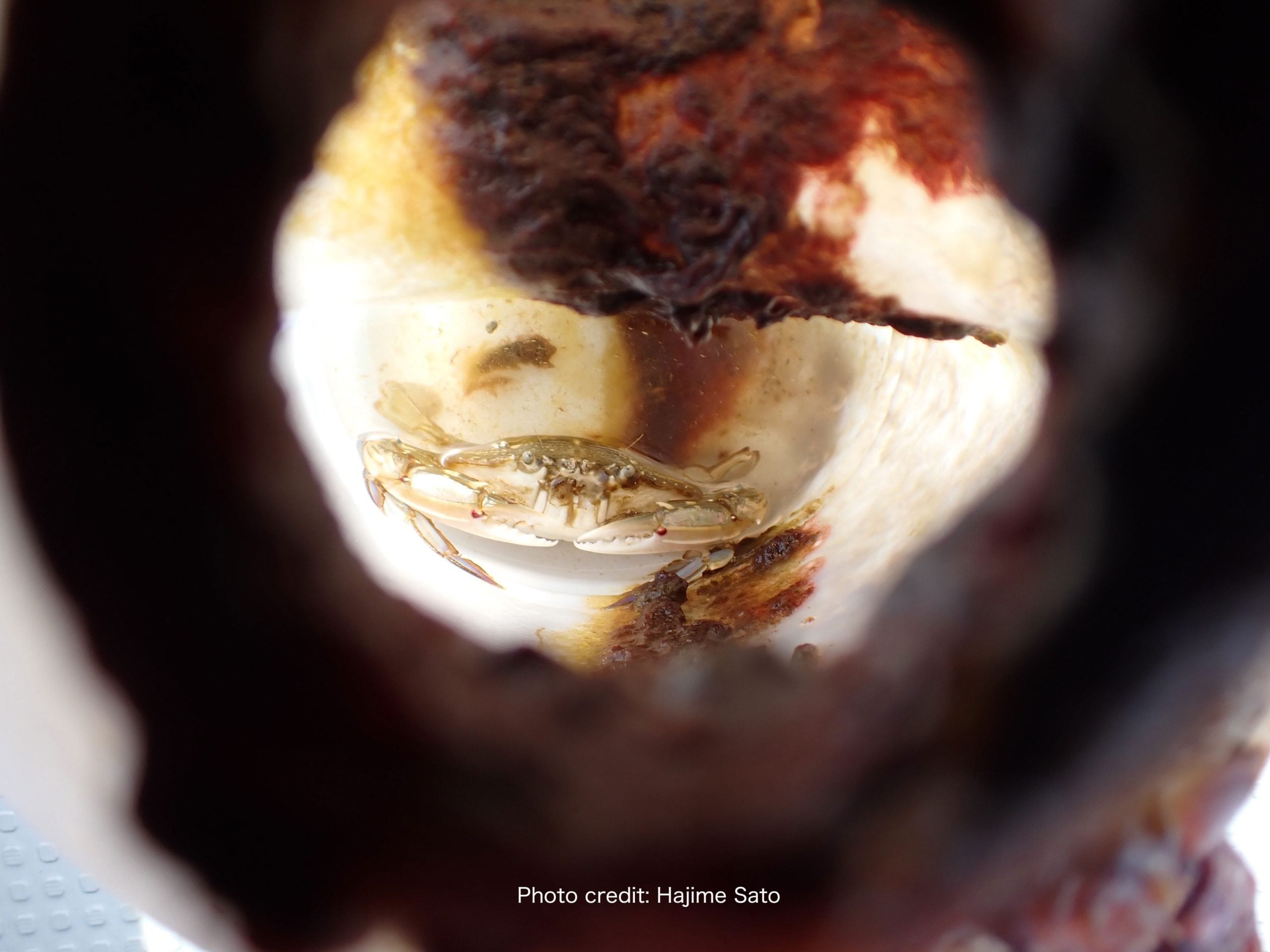 Crab Trapped in Plastic Bottle Survived Two Months at Sea