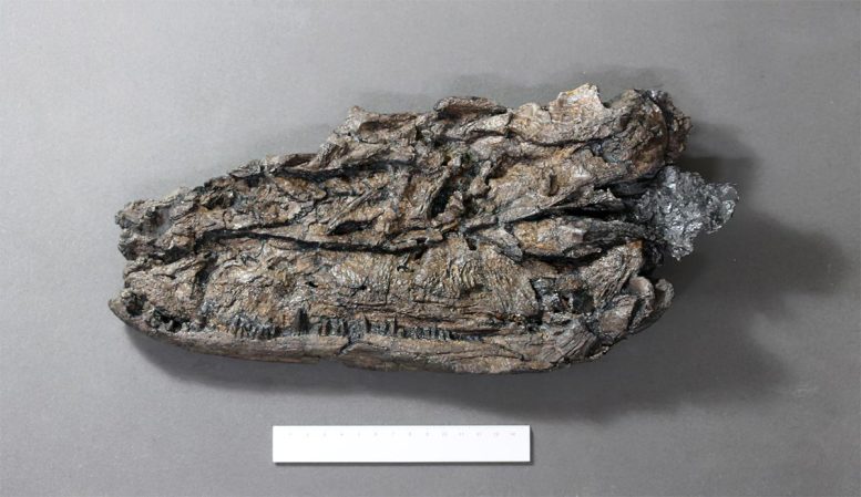 Crassigyrinus scoticus Fossil