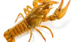 Crayfish Isolated