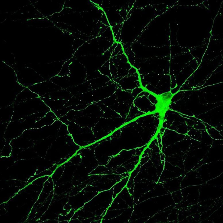 Created Neuron Cell