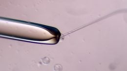 Creating Mouse-Human Chimeric Embryos