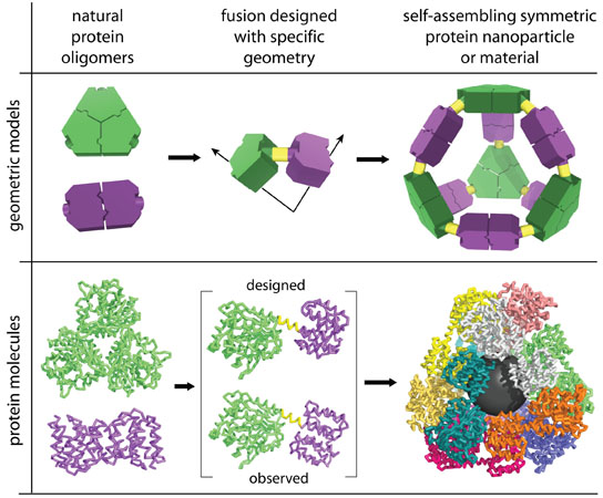 Creating the self-assembling molecular cage
