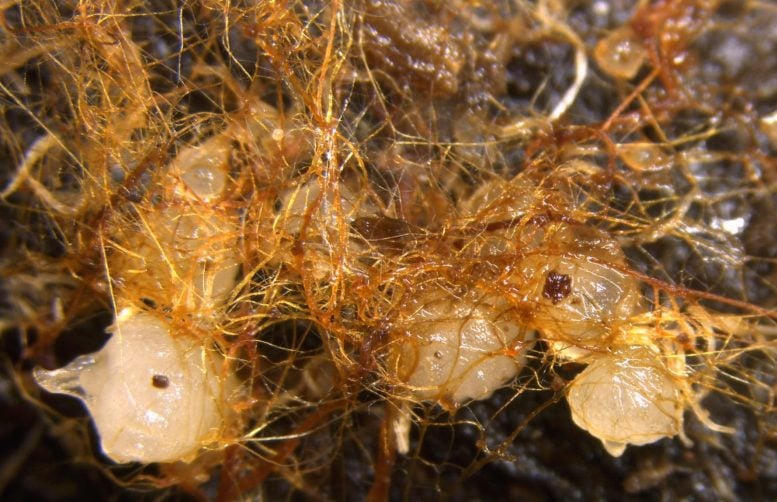 Cremastra variabilis Seedlings Entwined With Fungal Hyphae