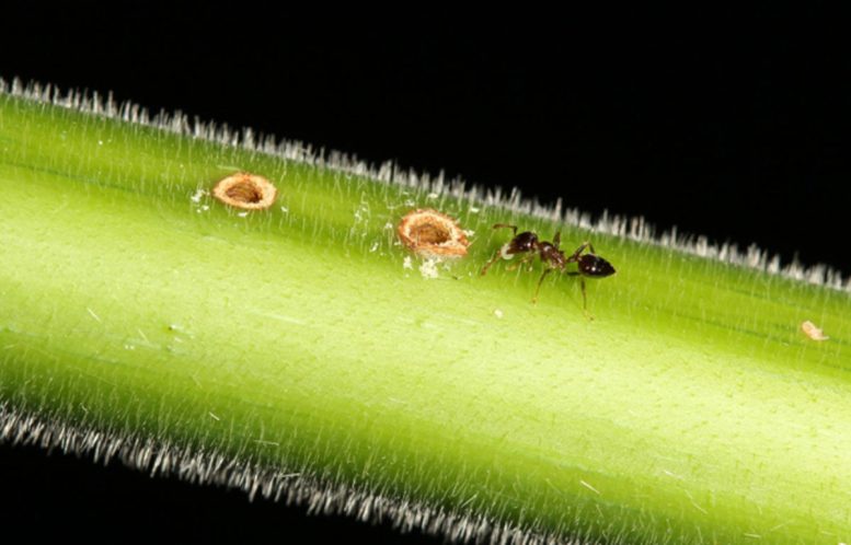 Crematogaster Ant on Macaranga Plant