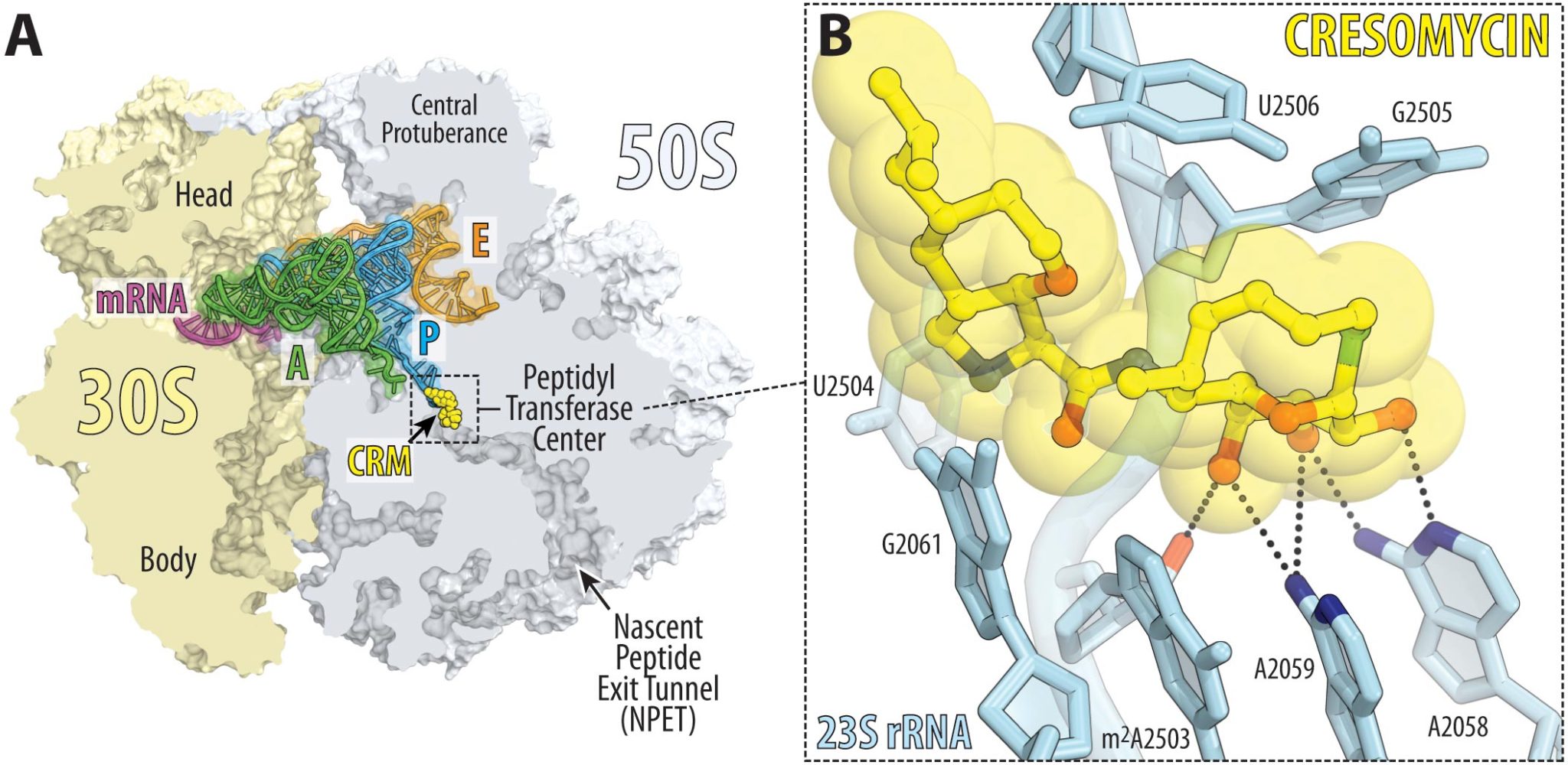Harvard Scientists Breakthrough Antibiotic Resistance With Synthetic