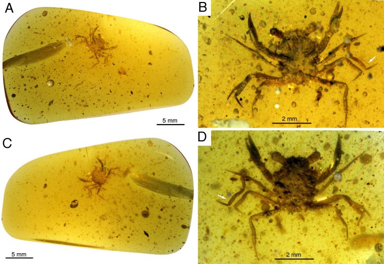 Cretapsara athanata Crab in Burmese Amber